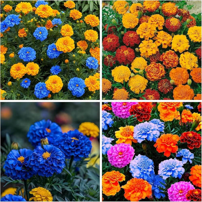 and Yellow Marigold plant