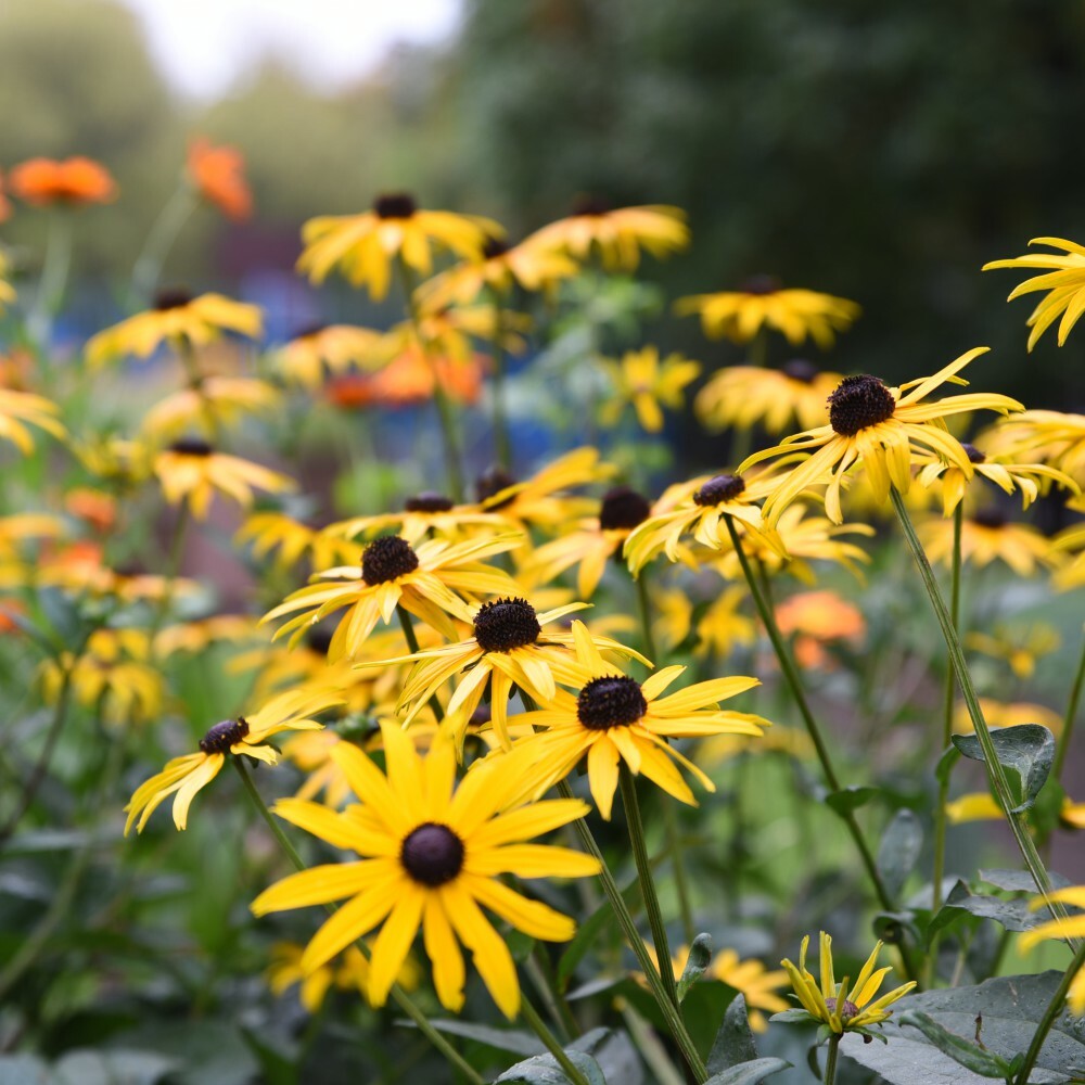 Yellow Rudbeckia flower seeds
