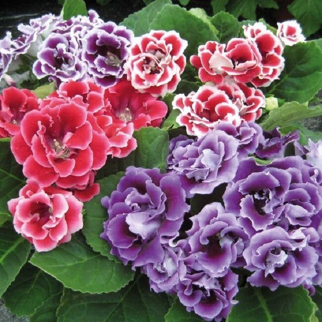Gloxinia flower seeds