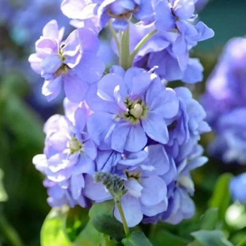 Blue Matthiola flower seeds