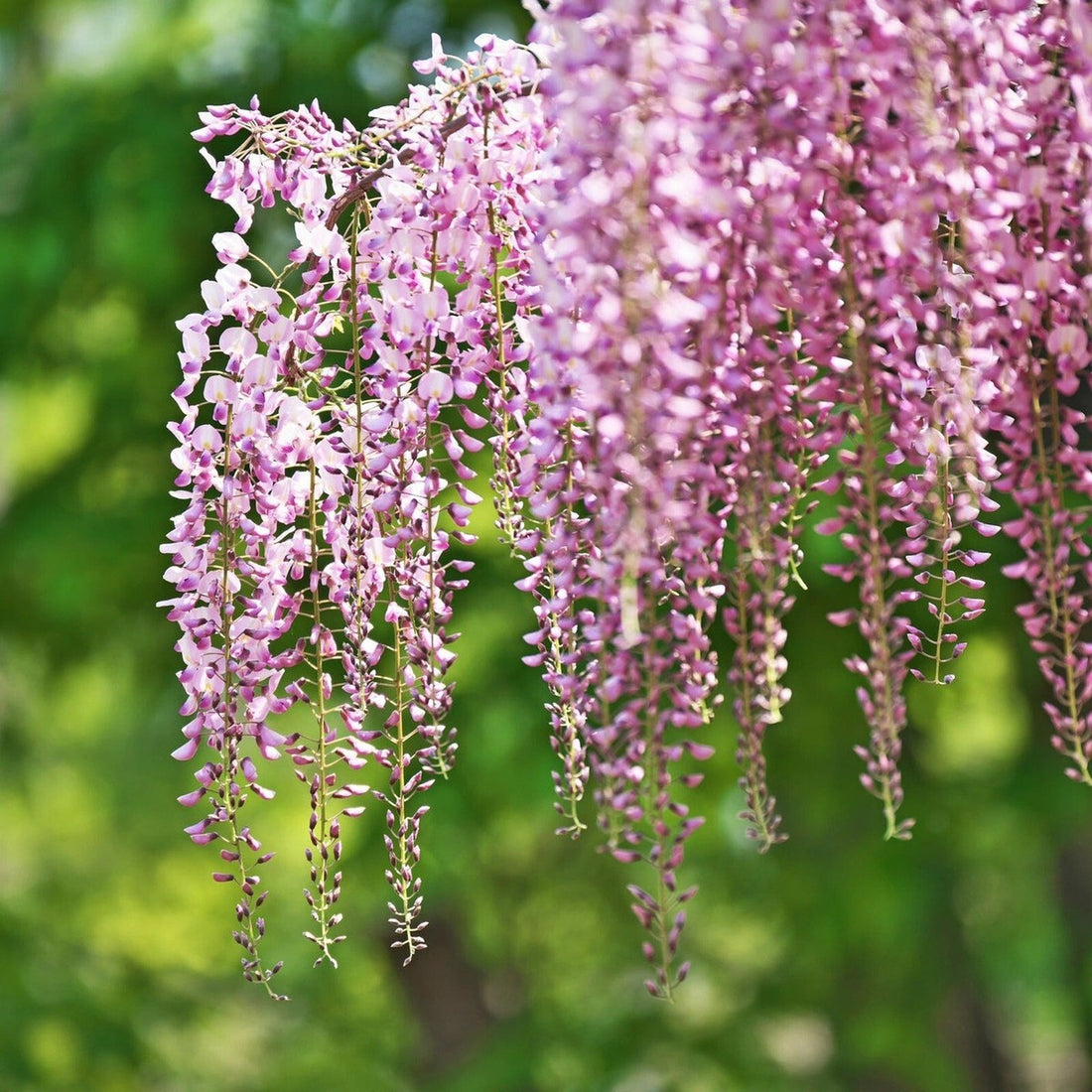 Pink Blue flower seeds
