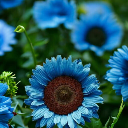 Blue Sunflower plant
