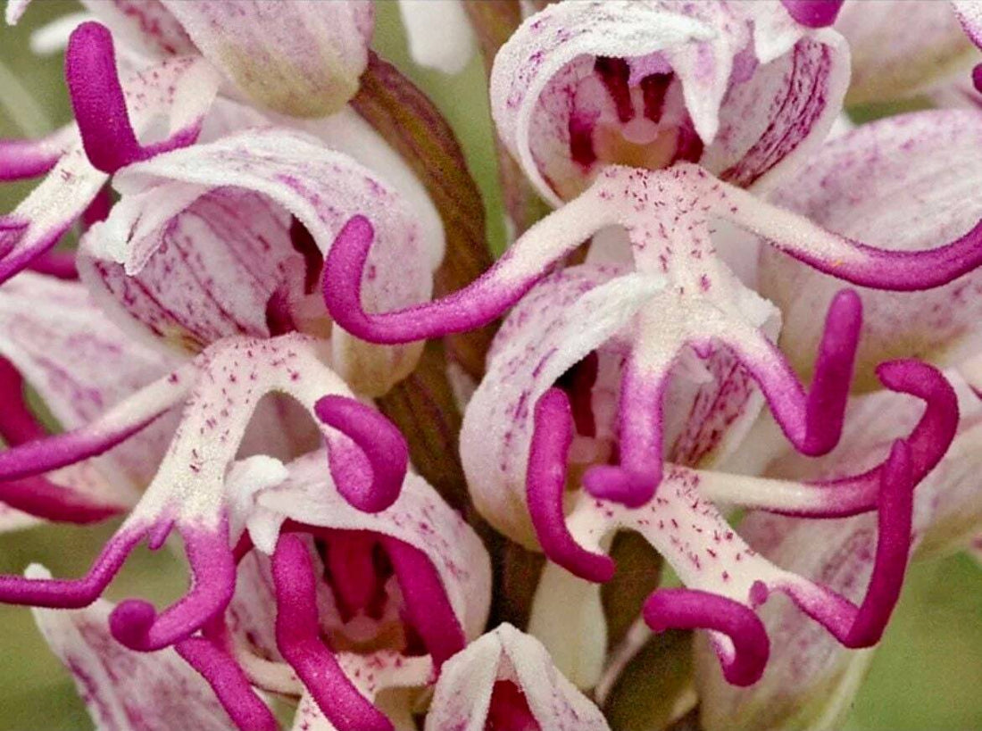 Naked Man flower seeds