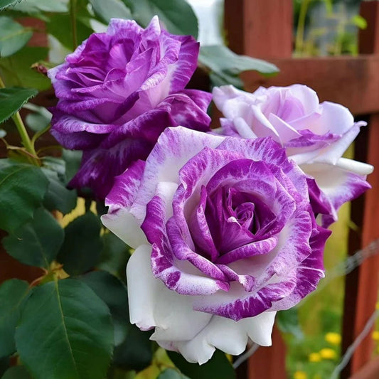 White Purple flower seeds