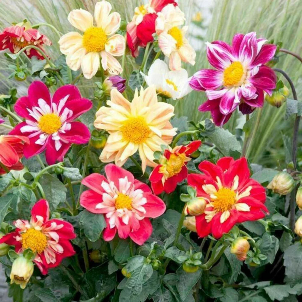 Dahlia flower seeds