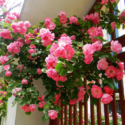 Climbing Pinkie Rose plant