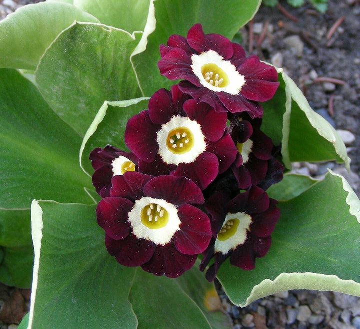Brown Primula flower seeds