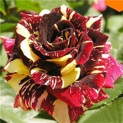 Rare Dragon Rose Flower Seeds for Planting – Heirloom Non-GMO Garden Seeds