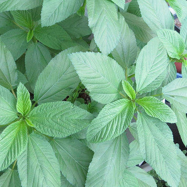 Egyptian Green Molokhia plant