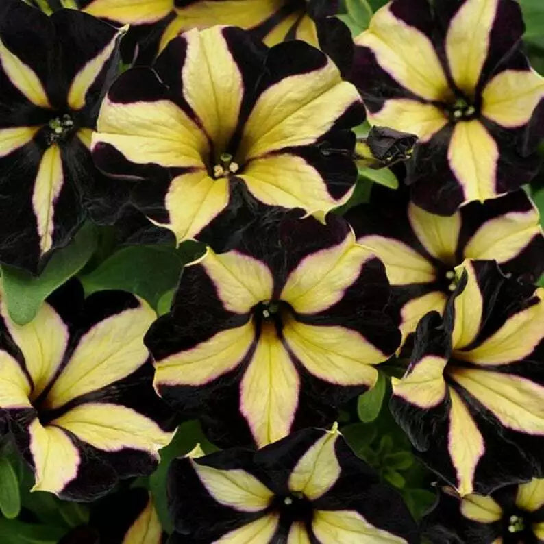 Black And flower seeds