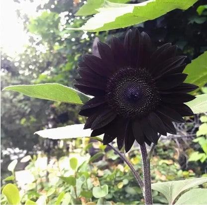 Black Sunflower flower seeds