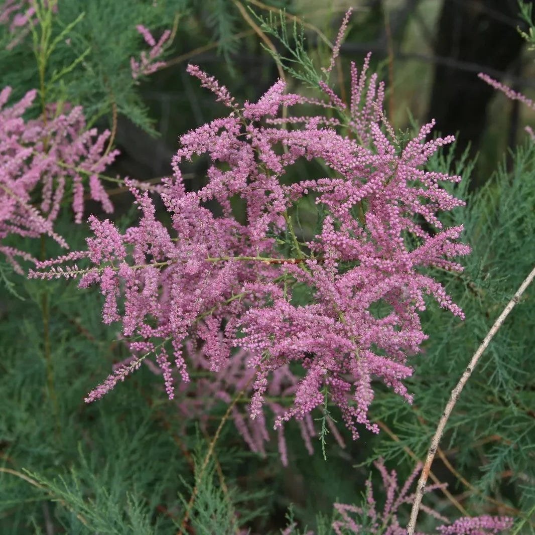 Pink Tamarix flower seeds