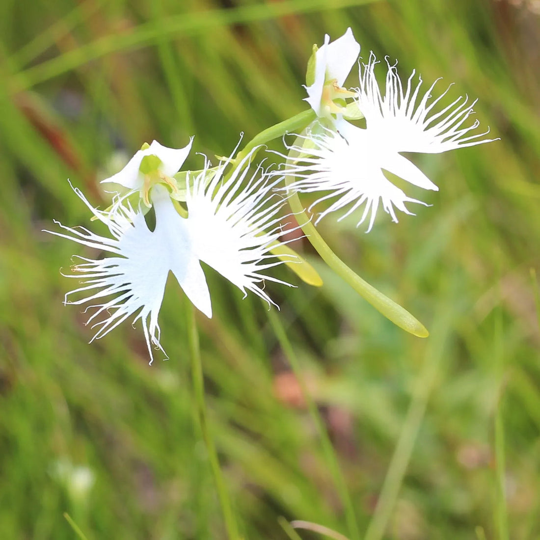 White Egret flower seeds