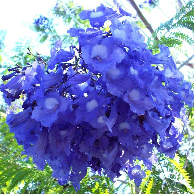 Blue Jacaranda plant