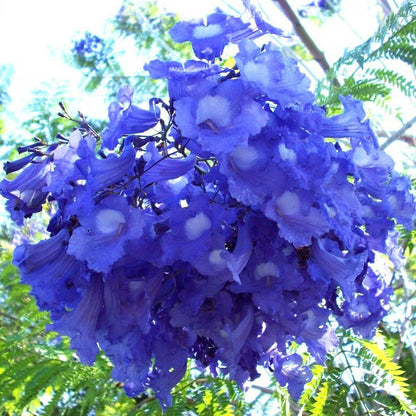 Blue Jacaranda plant