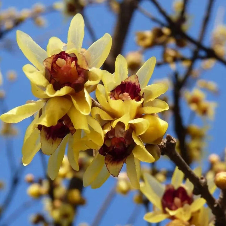 Chimonanthus Wintersweet flower seeds
