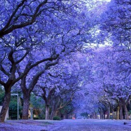 Blue Jacaranda plant