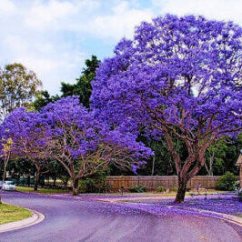 Blue Jacaranda plant