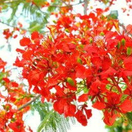 regia Royal Poinciana plant