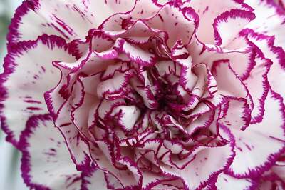 White Violet flower seeds