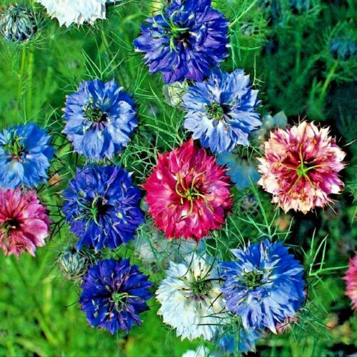 Nigella Persian flower seeds