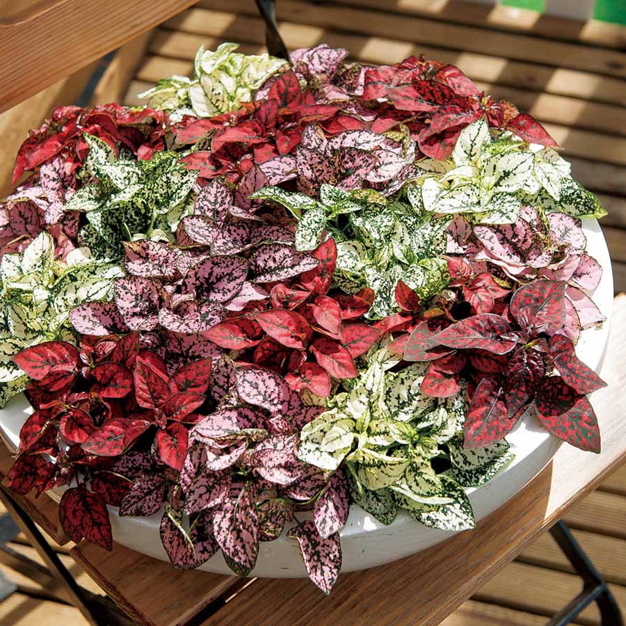 Hypoestes flower seeds