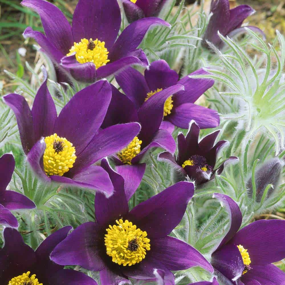 Purple Pasque flower seeds