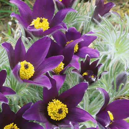Purple Pasque flower seeds