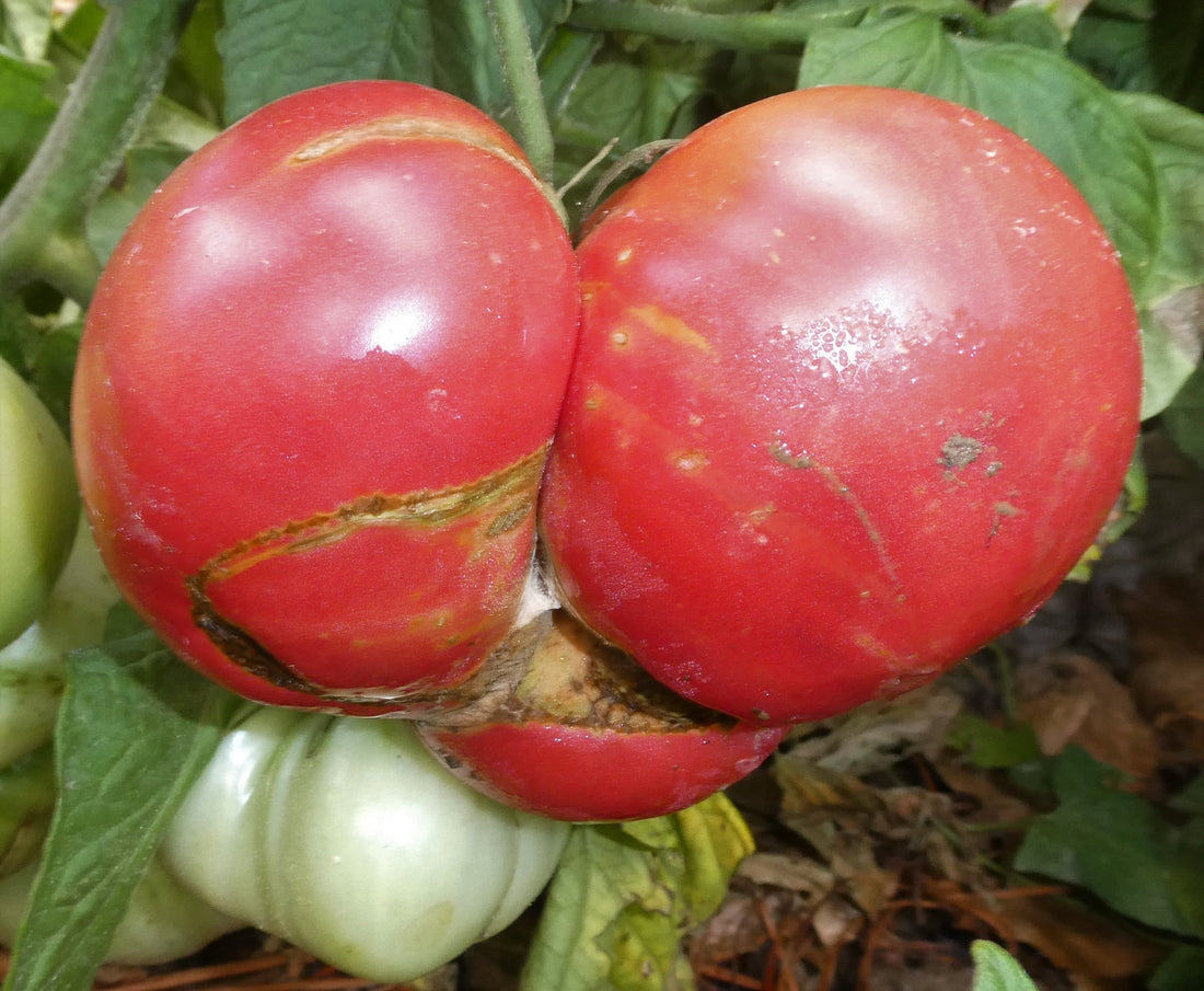 Rebel Yell Tomato Seeds