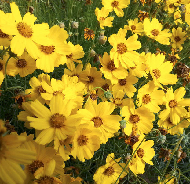 Greenthread flower seeds
