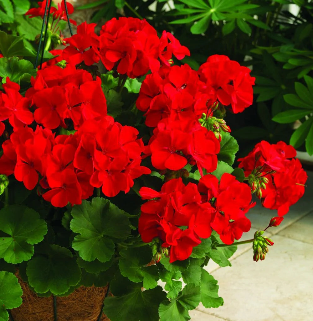 Geranium flower seeds