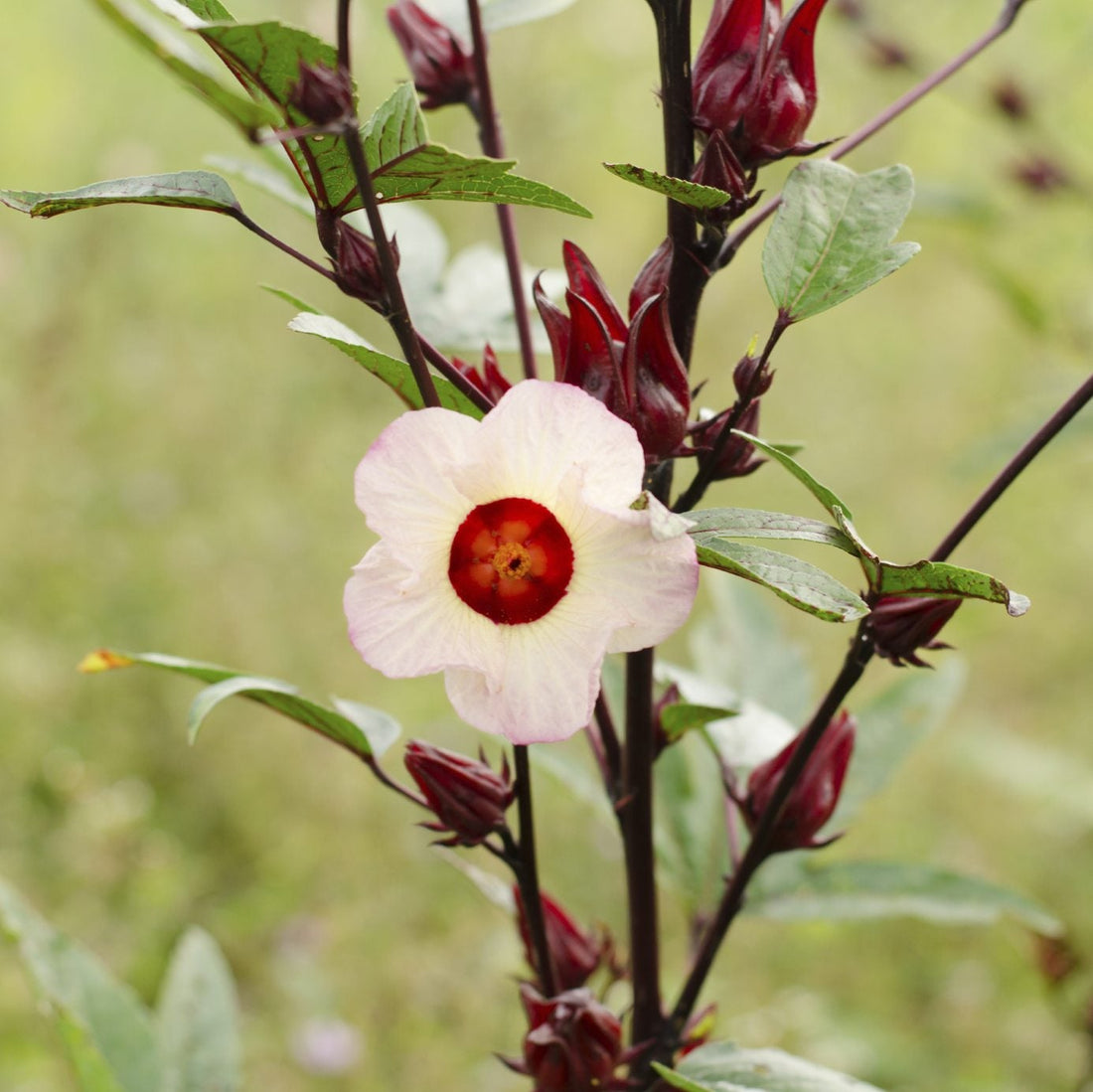 Sabdariffa flower seeds