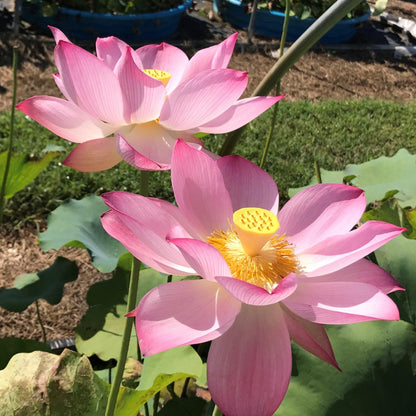 Nelumbo Nucifera Lotus plant
