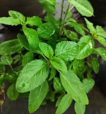 Holy Basil Tulsi with Delicate Flower Spikes