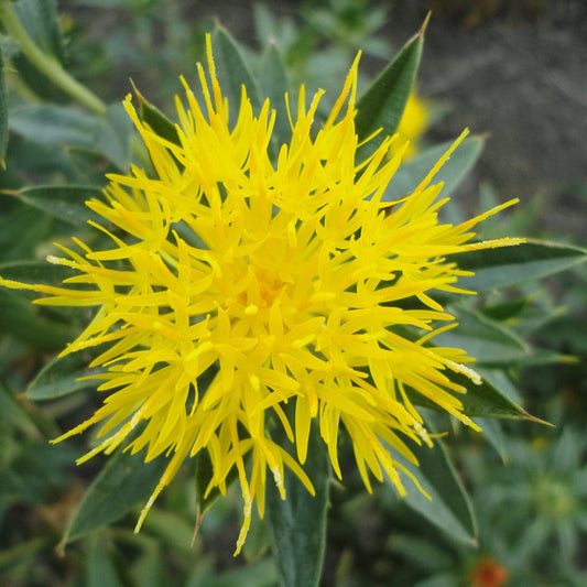 Yellow Safflower flower seeds