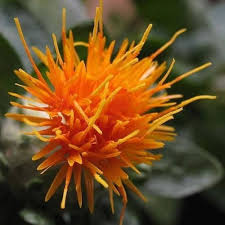 Safflower Flowers for Dried Floral Arrangements