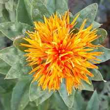 Safflower Flowers for Dried Floral Arrangements