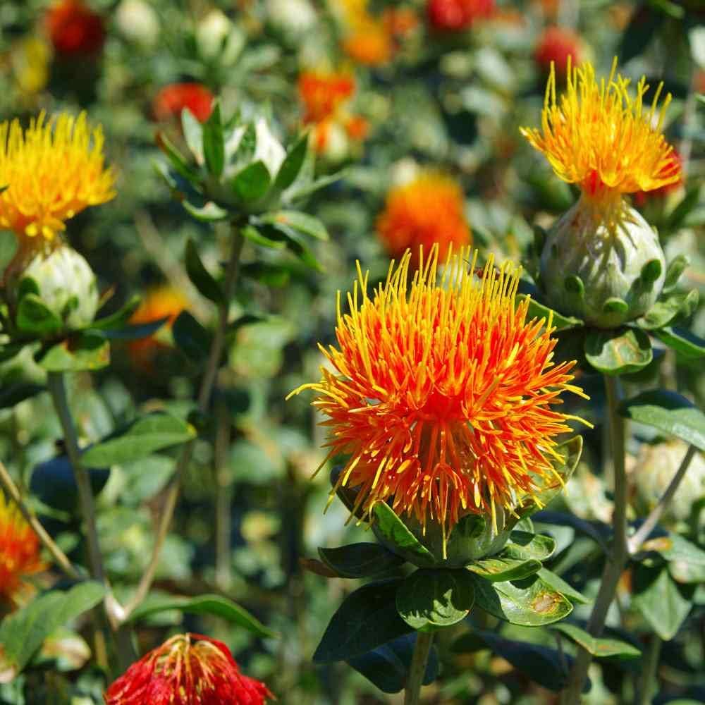 Safflower Flowers for Dried Floral Arrangements