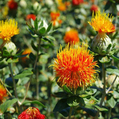 Safflower Flowers for Dried Floral Arrangements