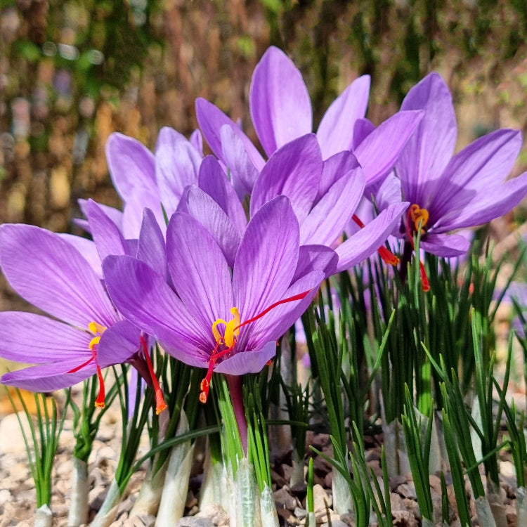 Crocus Sativus Saffron plant