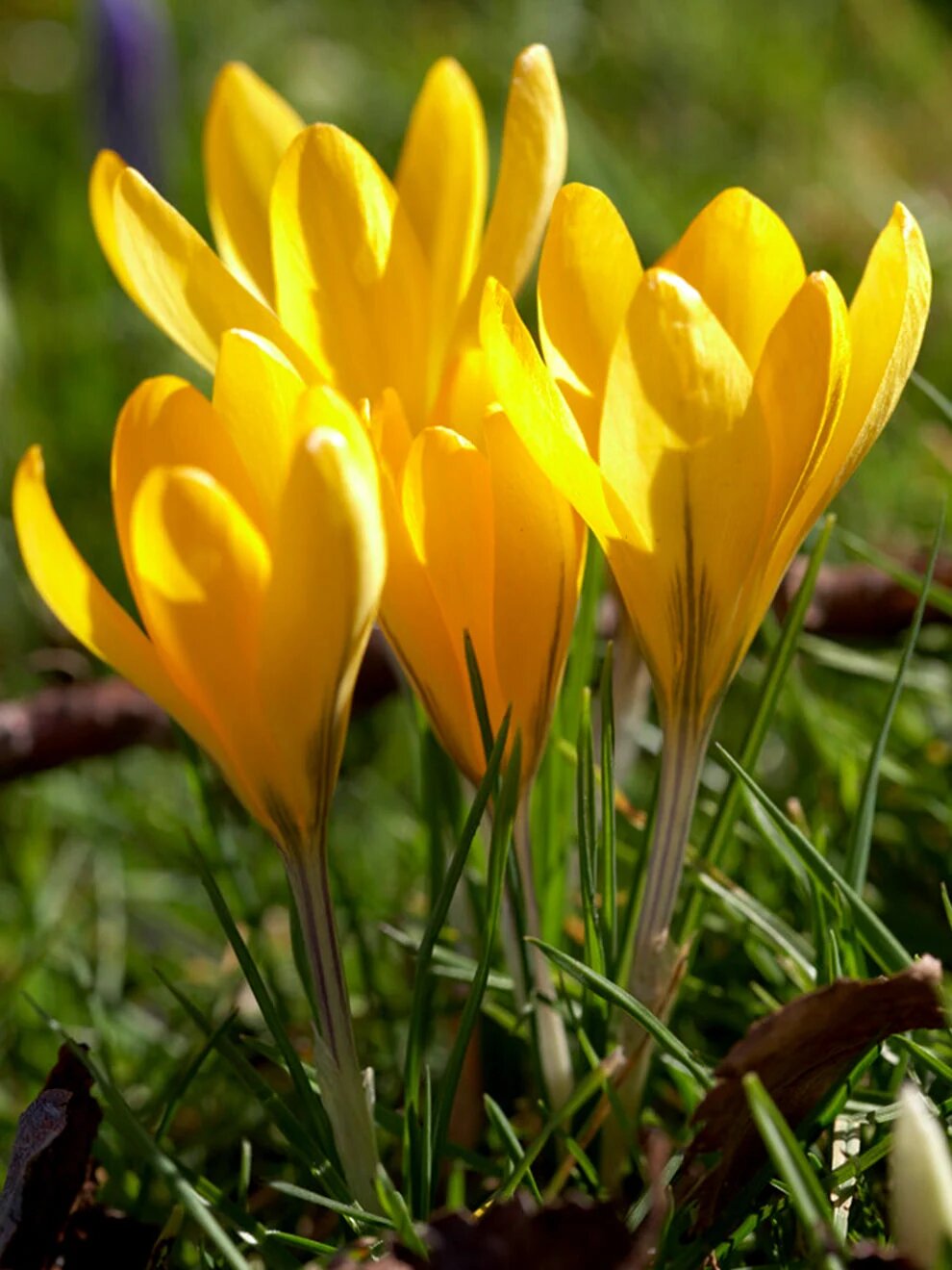 Crocus sativus saffron crocus with lilac flowers growing in a garden