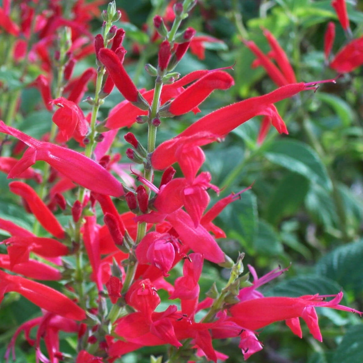 Pineapple Sage plant