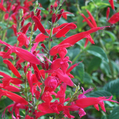 Pineapple Sage plant