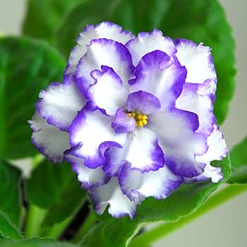 White Saintpaulia flower seeds