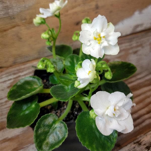 White Saintpaulia flower seeds