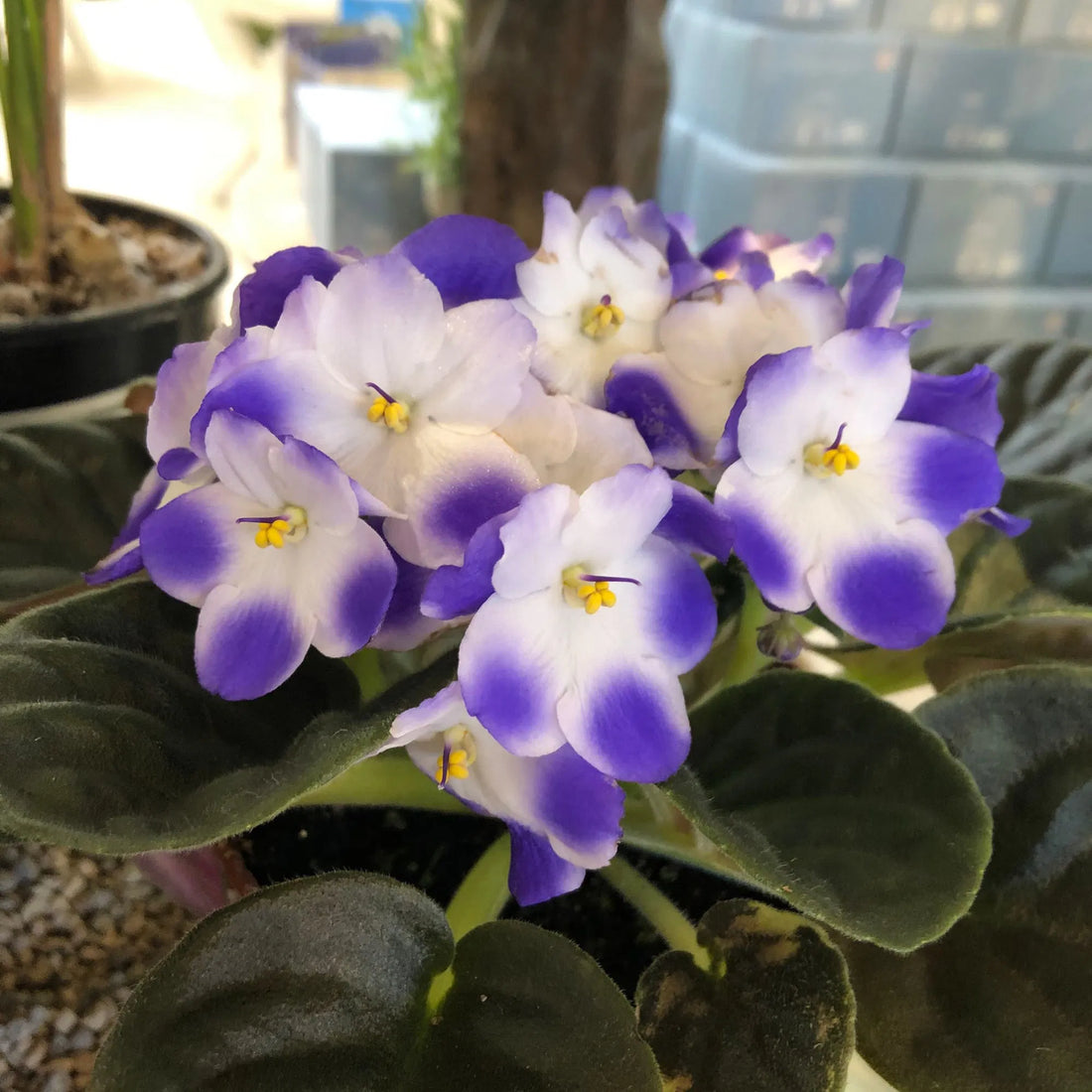 White Saintpaulia flower seeds