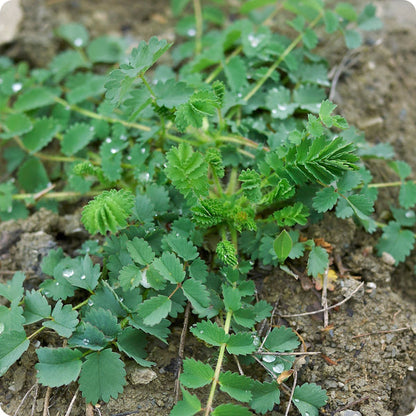 Salad Burnet Herb Seeds for Planting – Heirloom Non-GMO Garden Seeds