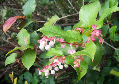 Salal Berry Fruit Seeds for Planting – Heirloom Non-GMO Garden Seeds