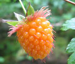 salmonberry fruit seeds
