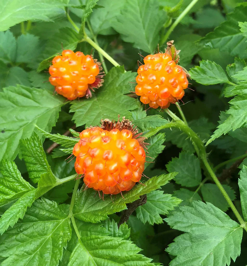 salmonberry seeds